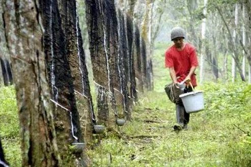 "Siêu năng lực" của một miếng cao su, giải thích chi tiết các loại cao su và tính chất cơ bản!